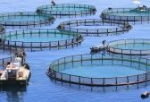 打造千亿元养殖产业集群、筹建国家深海基因库，青岛挖掘深海宝藏这样布局