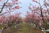 赏桃花品美食！临沭县店头镇 第三届桃花节将于4月3日-5日举行