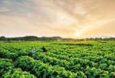 我省产业扶贫取得显著成效 省扶贫重点村都培育起特色产业