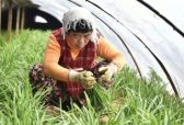 人民日报点赞山东邹平等地：科技兴农，小蘑菇提升附加值