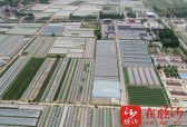 临沂兰陵：“四雁工程”跑出共富“加速度”