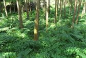 安化黄精入选全国道地药材“一县一品”名单